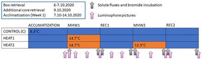 Changes in macrofauna bioturbation during repeated heatwaves mediate changes in biogeochemical cycling of nutrients